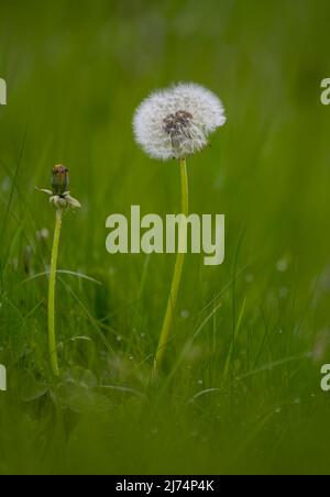 Samenkopf einer Löwinenblume (Taraxacum officinale) vor grünem Hintergrund. Diese Stufe des Dandelions wird oft als Dandelionsuhr bezeichnet Stockfoto