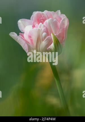 Wunderschöne rosa und weiße Papageientüpe, die gerade in Blüte steht und sich in einem Garten gegen unscharf belaubtes Laub richtet Stockfoto