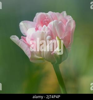 Wunderschöne rosa und weiße Papageientüpe, die gerade in Blüte steht und sich in einem Garten gegen unscharf belaubtes Laub richtet Stockfoto