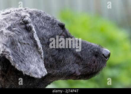 Ein Porträt eines schönen, kürzlich gepflegten, schwarzhaarigen Labradoodle-Hundes Stockfoto