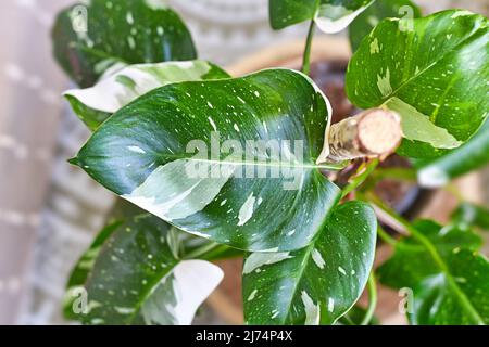 Schönes Blatt der tropischen 'Philodendron White Princess' Zimmerpflanze mit weißen Farbausdruck und Flecken Stockfoto