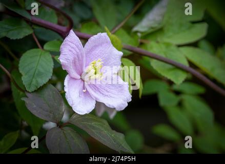 Wunderschöne, zart aussehende, blassrosa Clematis-Blume Stockfoto