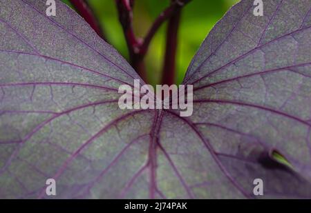 Farbabstufung der Blätter der Süßkartoffel (Ipomoea batatas), in Indonesien Ubi Jalar genannt Stockfoto