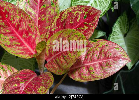 Bunte Aglaonema-Blätter, dekorative Hauspflanze Stockfoto