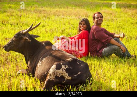 Glückliches indisches Paar in der Liebe sitzt auf dem Feld in der Nähe von Kuh, trinken Rohrsaft in Goa Farm Stockfoto