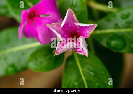 Catharanthus roseus Blume, flacher Fokus, allgemein bekannt als die Rose periwinkle, an einem regnerischen Tag Stockfoto
