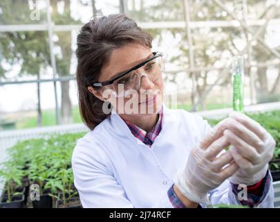 Junge hübsche Agronomin bereitet Chemikalien im Reagenzglas für Experimente auf Keimling und Boden im Gewächshaus vor Stockfoto