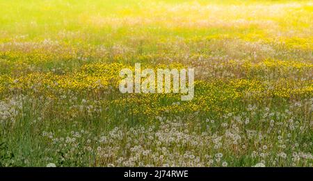 Frühlingswiese mit gelben Butterblume Blumen und Dandelion Puffs, verschwommen und überbelichtet Hintergrund. Ideal für Banner, Greating Card und Tapeten Stockfoto