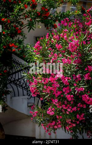 Nerium Oleander Toulouse, reine rosa Blüten, Nahaufnahme Stockfoto