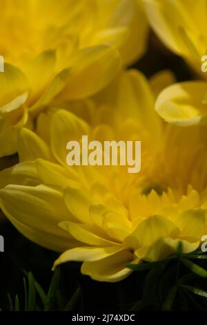 Gelbe Chrysanthemen auf einem verschwommenen Hintergrund Nahaufnahme. Schöne, helle Chrysanthemen blühen im Herbst im Garten. Stockfoto