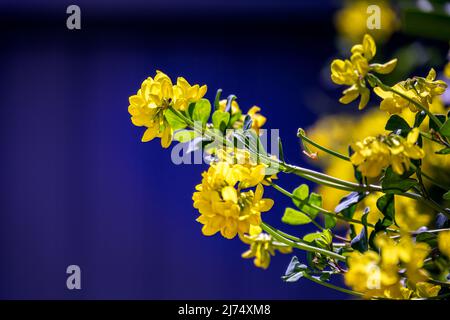 Leuchtend gelbe Blüten von Bergkronenvetch oder Coronilla coronata L. auf einem stark blauen Hintergrund an einem sonnigen Frühlingsnachmittag Stockfoto