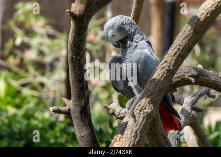 Ein grauer Papagei (Psittacus erithacus), grauer Kongo-Papagei, grauer Kongo-Papagei oder grauer Afrikapapagei aus der Nähe in einem Baum, der Federn reinigt. Stockfoto