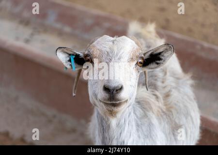 Eine Hausziege hinter dem Zaun aus der Nähe (Capra aegagrus hircus) Stockfoto