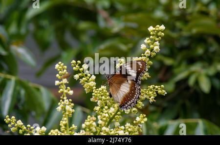 Ein Schmetterling, der Nektar aus longanischen Blüten (Dimocarpus longan) frisst und die Bestäubung und Befruchtung unterstützt Stockfoto