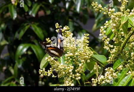 Ein Schmetterling, der Nektar aus longanischen Blüten (Dimocarpus longan) frisst und die Bestäubung und Befruchtung unterstützt Stockfoto