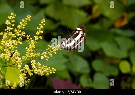 Ein Schmetterling, der Nektar aus longanischen Blüten (Dimocarpus longan) frisst und die Bestäubung und Befruchtung unterstützt Stockfoto