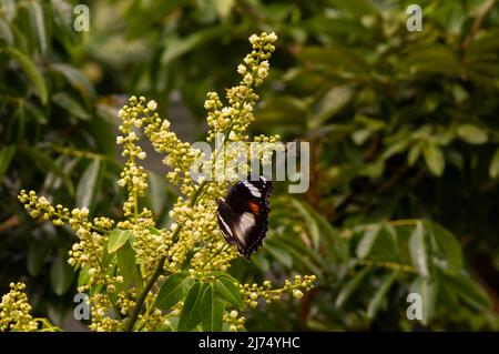 Ein Schmetterling, der Nektar aus longanischen Blüten (Dimocarpus longan) frisst und die Bestäubung und Befruchtung unterstützt Stockfoto