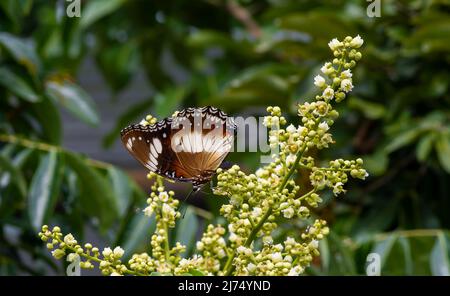 Ein Schmetterling, der Nektar aus longanischen Blüten (Dimocarpus longan) frisst und die Bestäubung und Befruchtung unterstützt Stockfoto