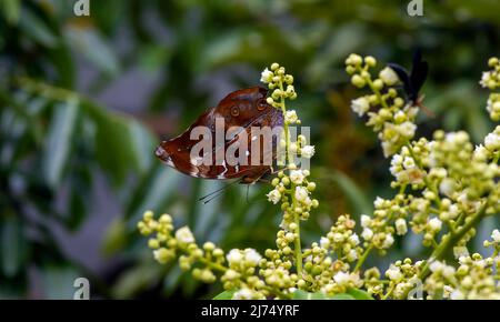 Ein Schmetterling, der Nektar aus longanischen Blüten (Dimocarpus longan) frisst und die Bestäubung und Befruchtung unterstützt Stockfoto