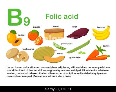 Rechteckiges Plakat mit Lebensmitteln, die Vitamin B9 enthalten. Folsäure. Medizin, Ernährung, gesunde Ernährung, Infografiken. Produkte mit Namen.flache Karikatur Stock Vektor