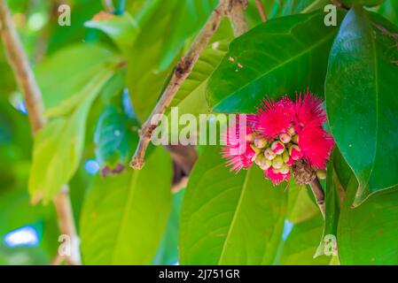 Die wunderschöne tiefrosa Blume des malaiischen Rosenapfels. Syzygium malaccense. Sansibar, Tansania Stockfoto