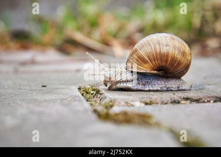 Eine große, gewöhnliche Gartenschnecke kriecht auf einem asphaltierten Weg. Stockfoto