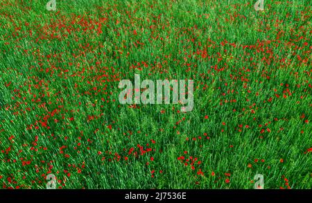 Feld von roten Mohnblumen und grünen Pflanzen Draufsicht, abstrakte Natur Textur Stockfoto