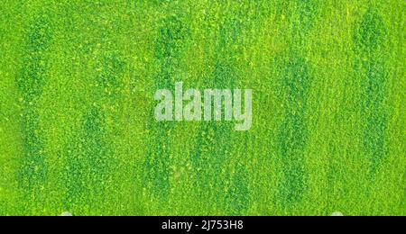 Drohnenansicht von frischem gelbgrünen Rasen mit dunkelgrünen Flecken, abstrakter Luftstruktur Stockfoto