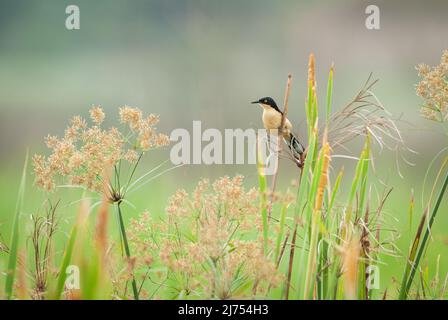 Ein Schwarzdeckeliger Donacobius (Donacobius atricapilla) an einem Sumpfgebiet im Südosten Brasiliens Stockfoto