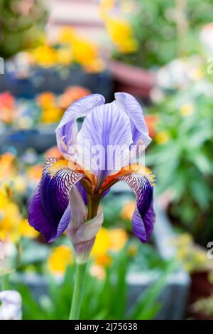 Lila Iris Blume im Garten auf Kontrast Farben Hintergrund. Selektiver Fokus Stockfoto