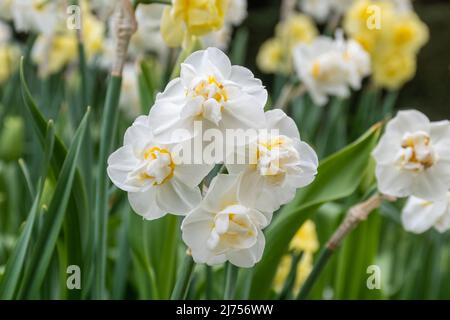Narcissus 'Heiterkeit', spät blühender cremig-weißer Narzissen mit Blütenhaufen Stockfoto