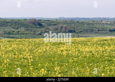 Viele Kuhblumen (Primula veris) im Magdalen Hill Down Nature Reserve mit Blick auf Deacon Hill Beyond, Hampshire, England, Großbritannien, im April Stockfoto