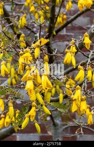 Sophora tetraptera Kowhai Baum mit Büscheln von gelben röhrenförmigen Blüten im späten Frühjahr Stockfoto