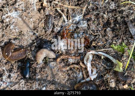 Bug-Jagd. Verschiedene wirbellose Tiere, Kleintiere, Kreaturen unter einem Baumstamm, darunter ein brauner Tausendfüßler, Bodenkäfer, Nacktschnecken und Waldläuse, Großbritannien Stockfoto