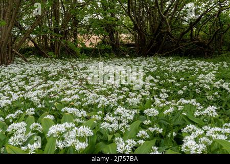 Wilder Knoblauch Allium ursinum auch Ramsons genannt, weiße Wildblumen, die im Mai in der Nähe von Selborne, Hampshire, England, Großbritannien, wachsen Stockfoto