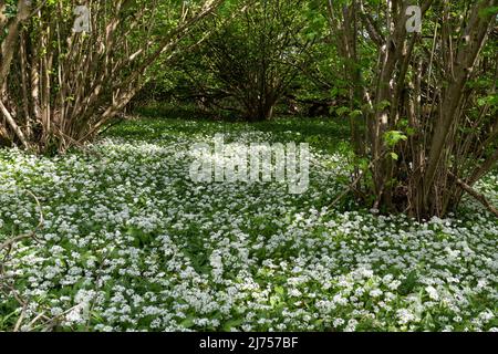 Wilder Knoblauch Allium ursinum auch Ramsons genannt, weiße Wildblumen, die im Mai in der Nähe von Selborne, Hampshire, England, Großbritannien, wachsen Stockfoto