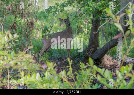 Ein Wildschwanzhirsch, der Blätter im Stephen Foster State Park im Okefenokee Wildlife Refuge, Georgia, USA55 frisst Stockfoto