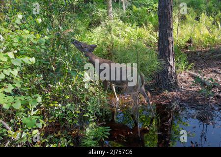 Ein Hirsch mit weißen Schwänzchen frisst Blätter, während er im Stephen Foster State Park im Okefenokee Wildlife Refuge, Georgia, USA, durch das Wasser watet Stockfoto