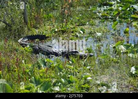 Ein amerikanischer Alligator sonnt sich im seichten Wasser zwischen den Seerosen im Okefenokee National Wildlife Refuge, Georgia, USA Stockfoto