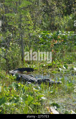 Ein amerikanischer Alligator sonnt sich im flachen Wasser des Okefenokee National Wildlife Refuge, Georgia, USA Stockfoto