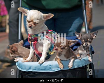 Kleine Hunde in einem Kinderwagen in einer Straße in Brighton Stockfoto