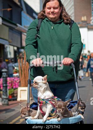 Kleine Hunde in einem Kinderwagen in einer Straße in Brighton Stockfoto