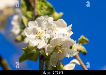 Die Nahaufnahme der Apfelblüte im Frühjahr Stockfoto