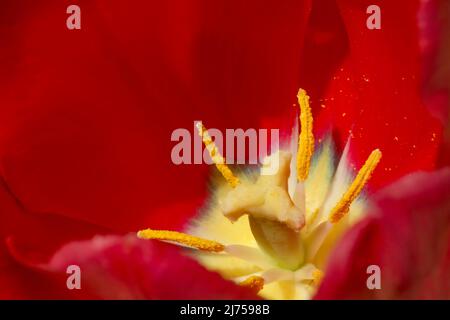 Nahaufnahme von Pistill und Staubgefäßen in der roten Tulpe Stockfoto