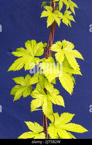 Humulus lupulus 'Aureus' goldener Hop auf blauem Hintergrund Stockfoto