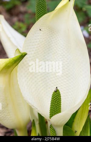 Lysichiton Camtschatcensis - Weißer Skunk Kohlpflanze Stockfoto