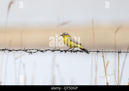 WESTERN Yellow Wagtail (Motacilla flava) männlich auf Draht gehockt Cley Marshes Norfolk GB UK Mai 2022 Stockfoto