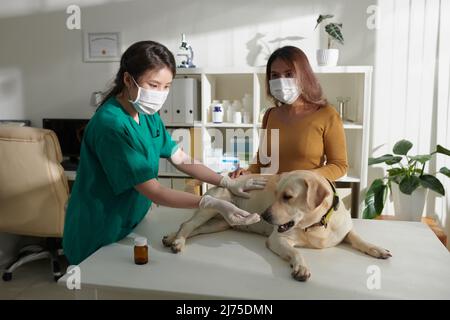 Tierpflegerin, die labrador Retriever während der jährlichen Untersuchung auf dem medizinischen Tisch liegend Medizin gibt Stockfoto