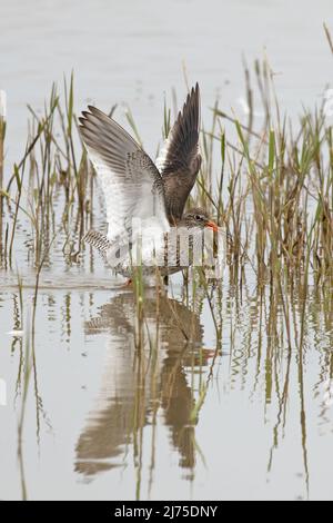 Rotschenkelflügel (Tringa totanus) raised Cley Marshes NWT Norfolk UK GB Mai 2022 Stockfoto