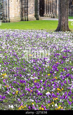 Ein Teppich aus bunten Krokussen im Frühjahr in der Kirkstall Abbey in Leeds, Yorkshire, England Stockfoto